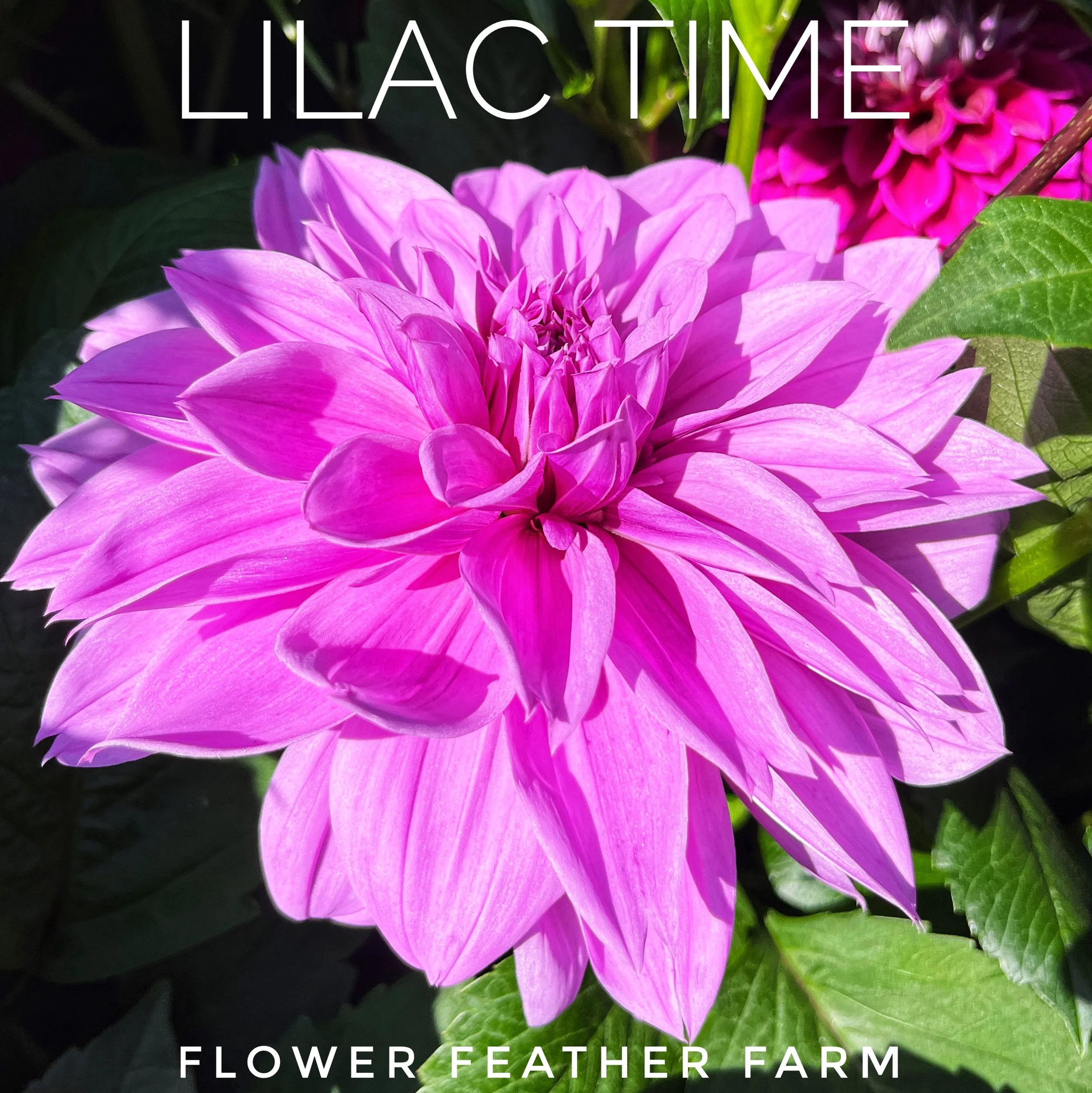 Thomas Edison Dahlias at Flower Feather Farm, Specialty